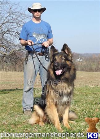 GiantGSDs Picture 1